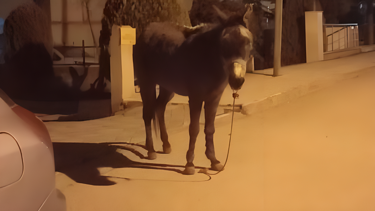 Başıboş Eşek Gece Mahalleyi Birbirine Kattı