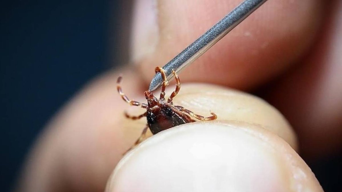 Çorum'da Kene Can Aldı: 58 Yaşındaki Kadın Hayatını Kaybetti