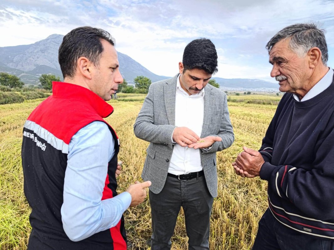 Kargı'da Çeltik Hasadı Ve Harman Alanı Ziyareti