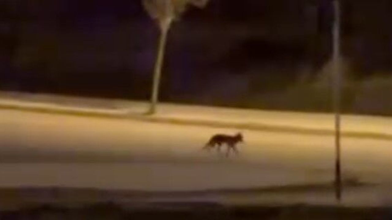 Aç Kalan Tilkiler Şehre İndi!