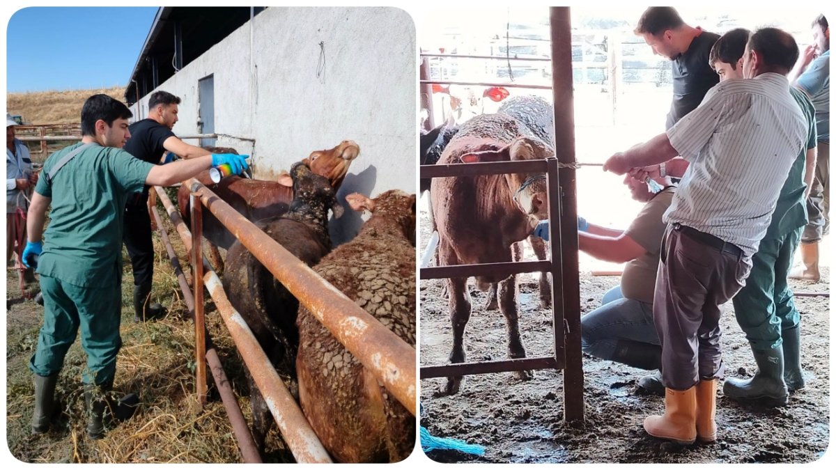 İskilip'te İthal Hayvanlara Sıkı Denetim: Karantina Ve Sağlık Kontrolleri Sürüyor!