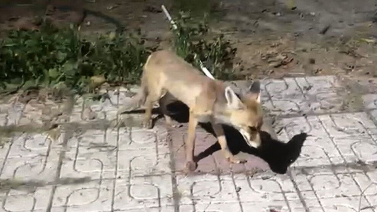 Çorum'da Aç Kalan Tilkiyi Elleriyle Besledi