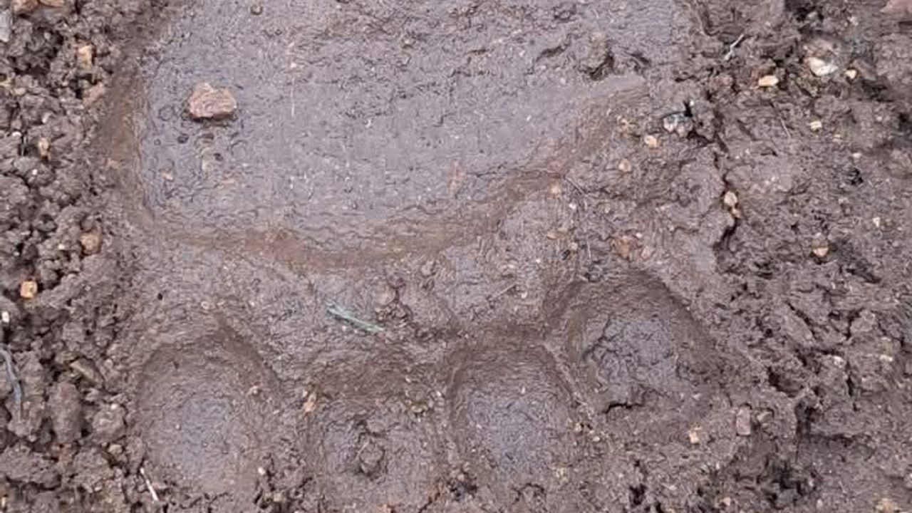 Çorum Kırsalında Ayı Tedirginliği: Laçin'de Ayak İzleri Görüldü