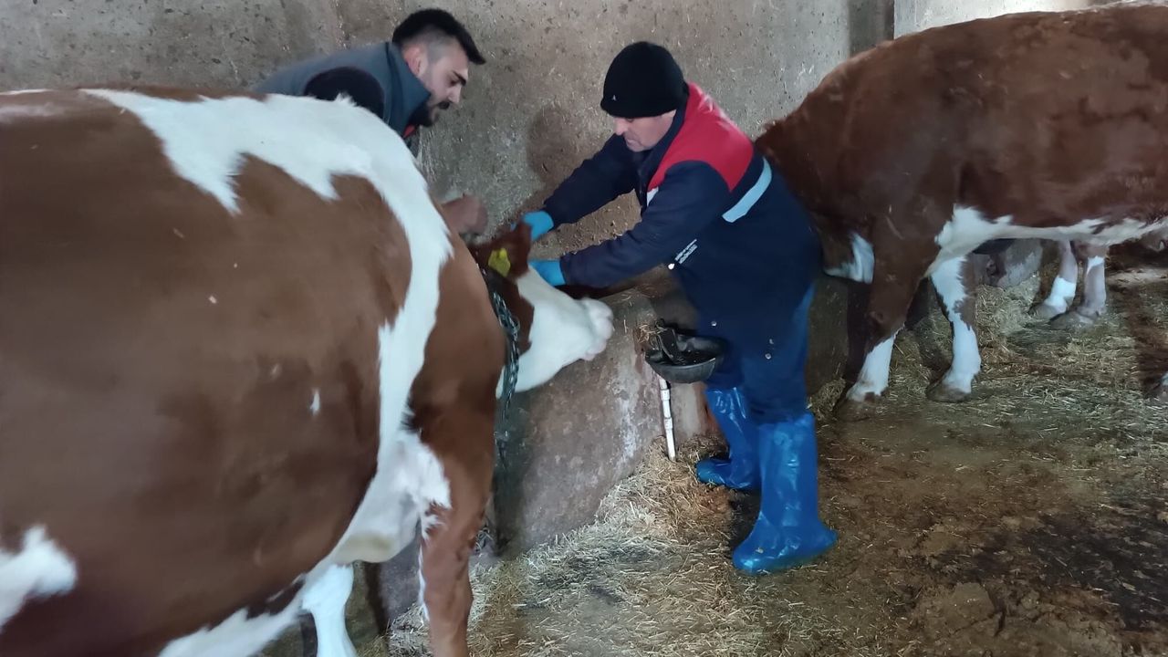 Hastalıkların Yayılmasını Önlemek İçin Aşı Ve Küpeleme Çalışmaları Sürüyor