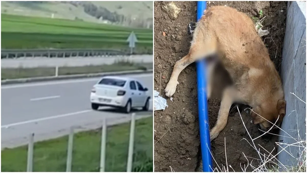 Çarpıp Kenara Çekti, Yoluna Devam Etti: Köpek Hayatını Kaybetti