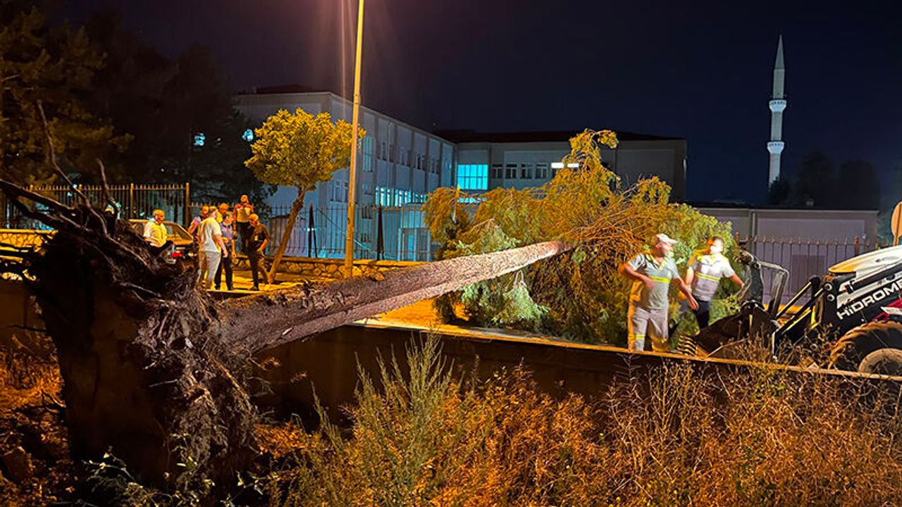 Şiddetli Rüzgar Ağacı Kökünden Söktü