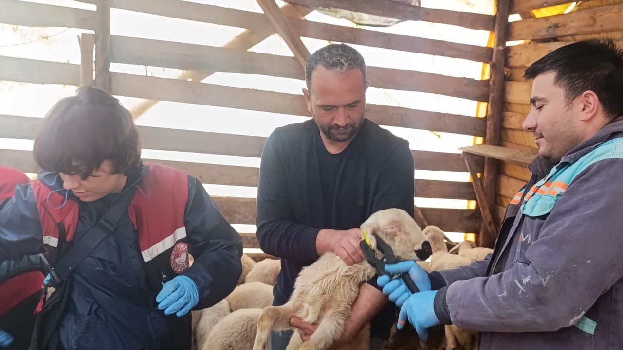 Sungurlu’da Küçükbaş Hayvan Sağlığı İçin Ekipler Sahada