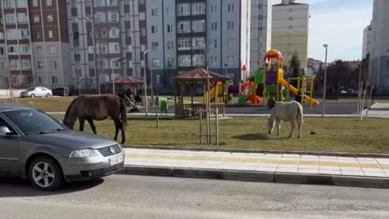 Sürekli Başıboş Bırakılan Atlar, Mahalle Sakinlerini Çileden Çıkardı