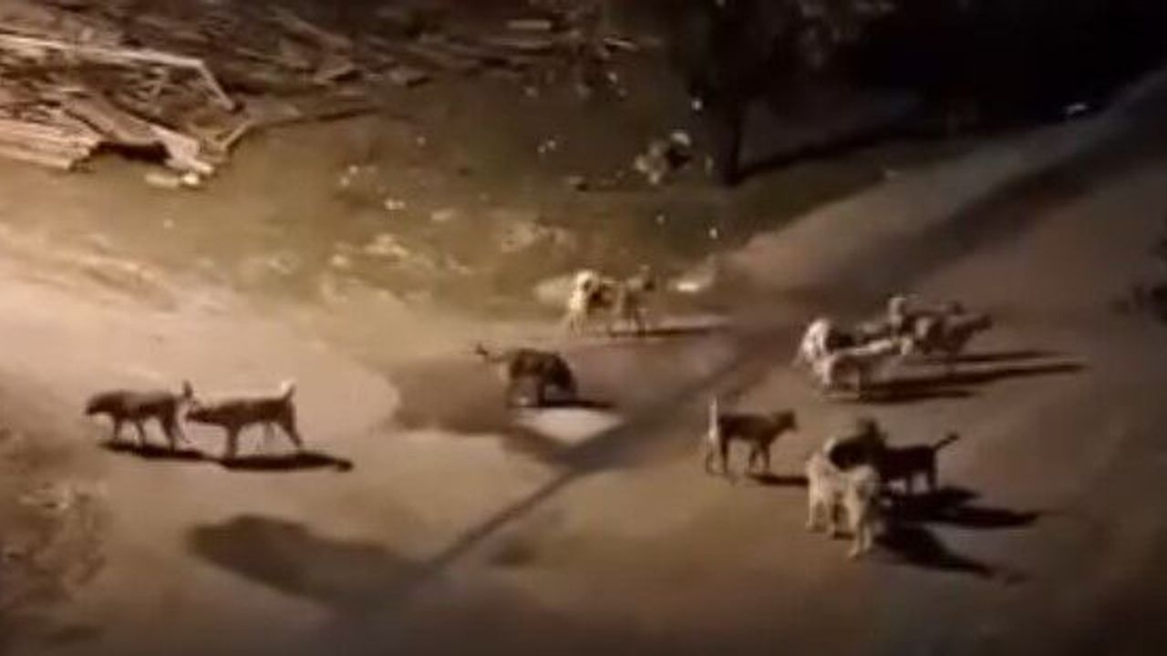 Sürü Halindeki Sokak Hayvanları Nedeniyle Mahallenin Huzuru Kalmadı