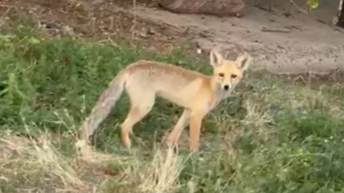 Özhan Mahallesi'nde Tilki Sürprizi