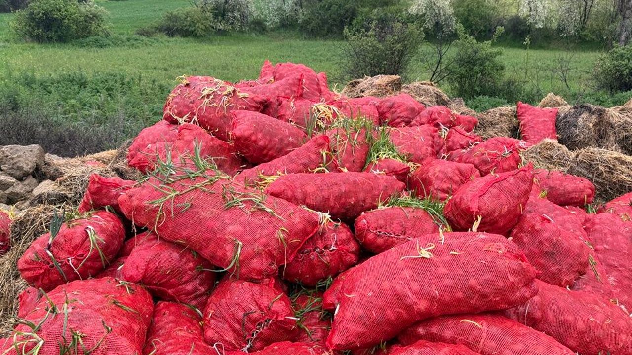 Tonlarca Yeşermiş Soğan Yol Kenarına Döküldü