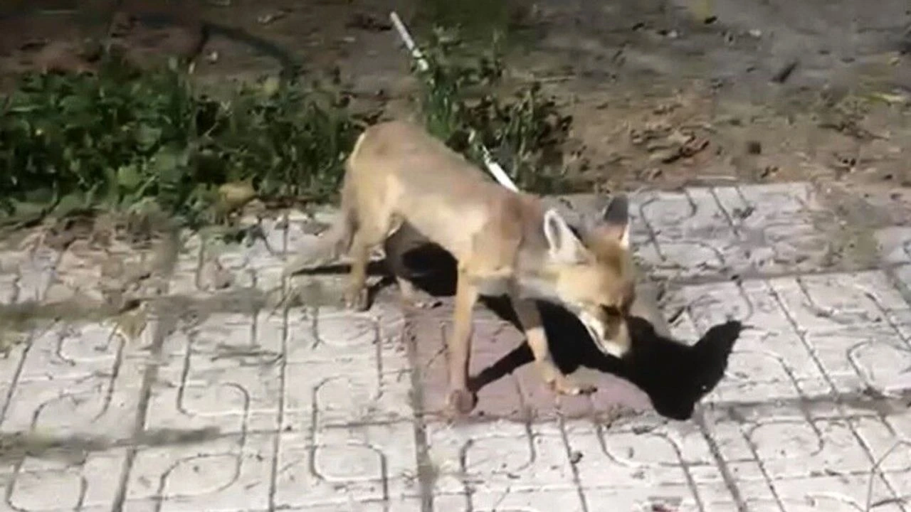 Çorum'da Aç Kalan Tilkiyi Elleriyle Besledi