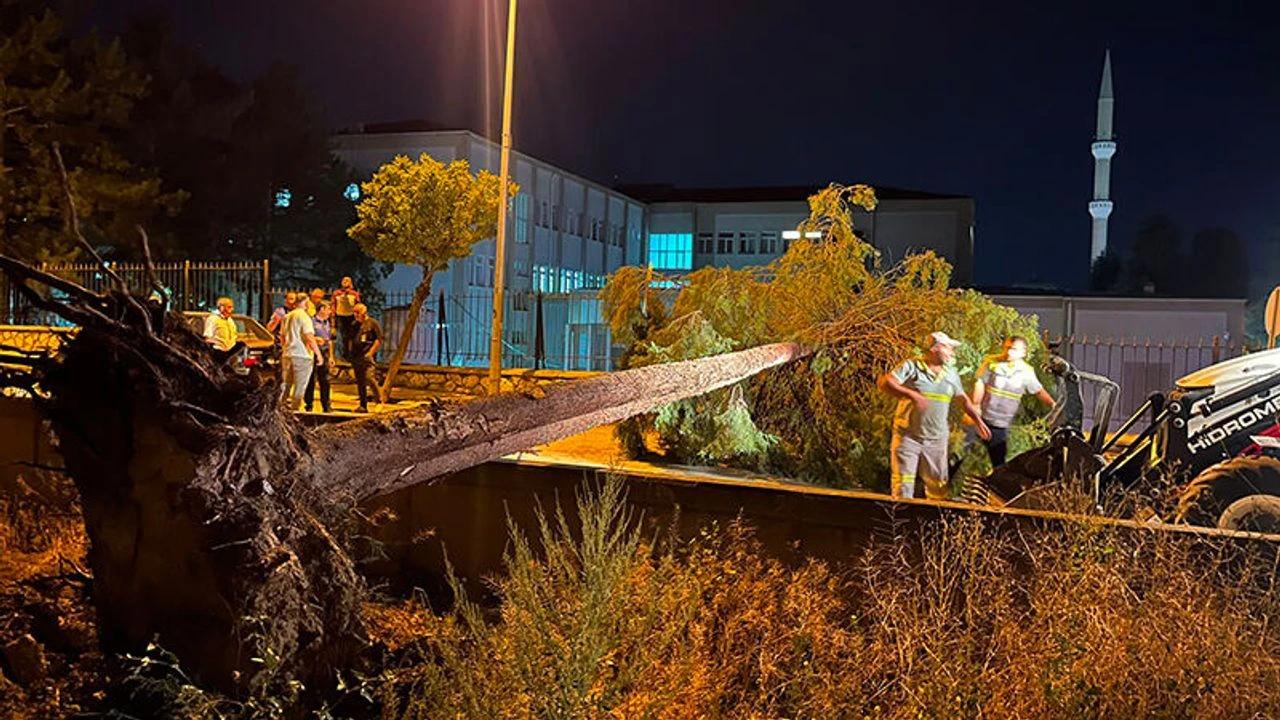ÇORUM’DA RÜZGÂR AĞACI YOLA DEVİRDİ