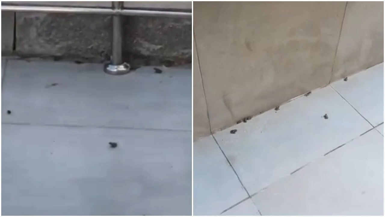 APARTMANI KURBAĞALAR BASTI: VATANDAŞLAR TEDİRGİN