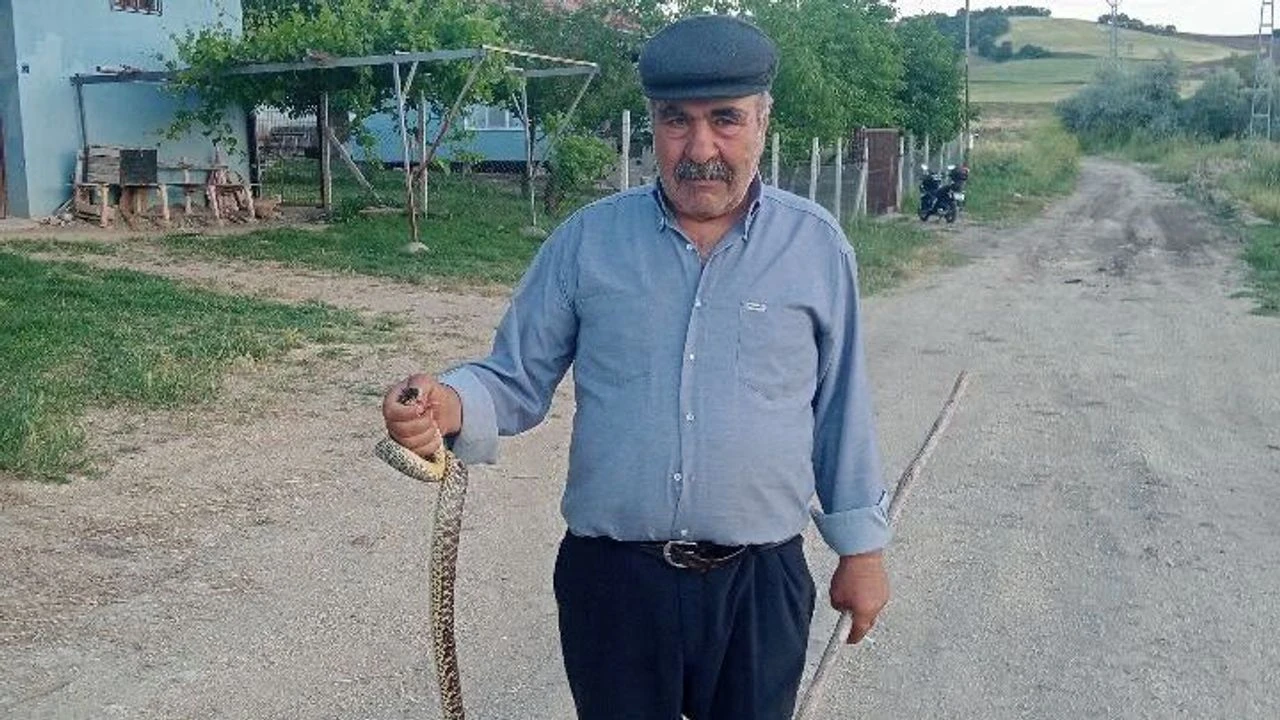 TAVUK KÜMESİNE GİREN YILAN YAKALANDI